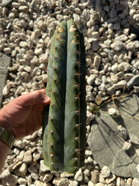T peru “Verne’s Glaucous” (11” Tip)