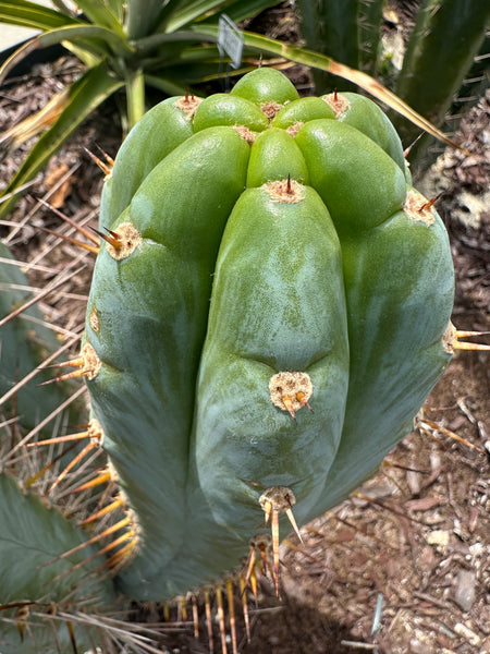 T peru (Ivan x Sharxx) “Grandma Betty” (8.5” Tip cut) (Rarely offered)