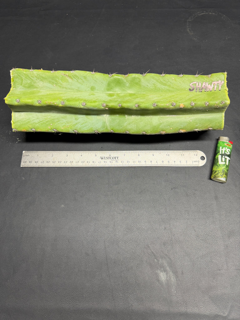 T peru "Shawty" (Icaro Pheno 4) (13" MID Cut) (Rarely Released!) (1)