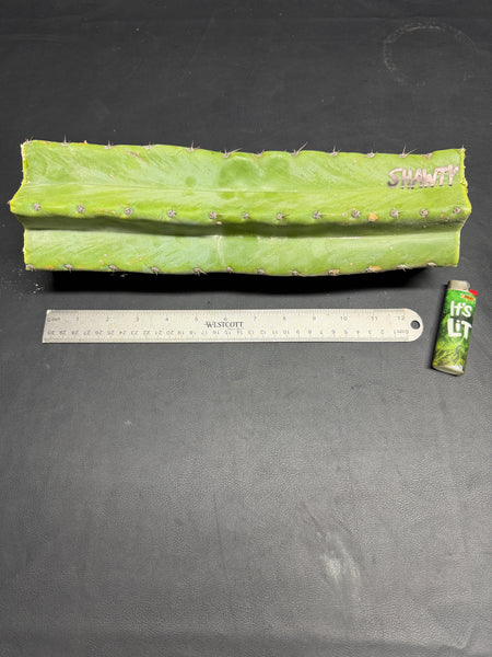 T peru "Shawty" (Icaro Pheno 4) (13" MID Cut) (Rarely Released!) (1)
