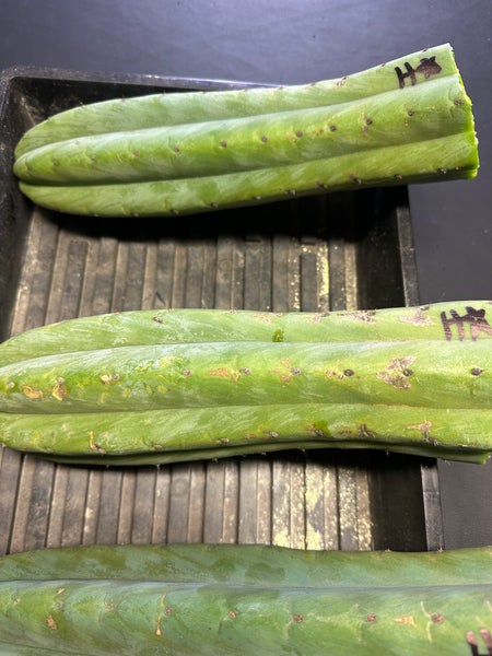 T pach "Huancabamba" (Star) (10-11” Tip cuttings)