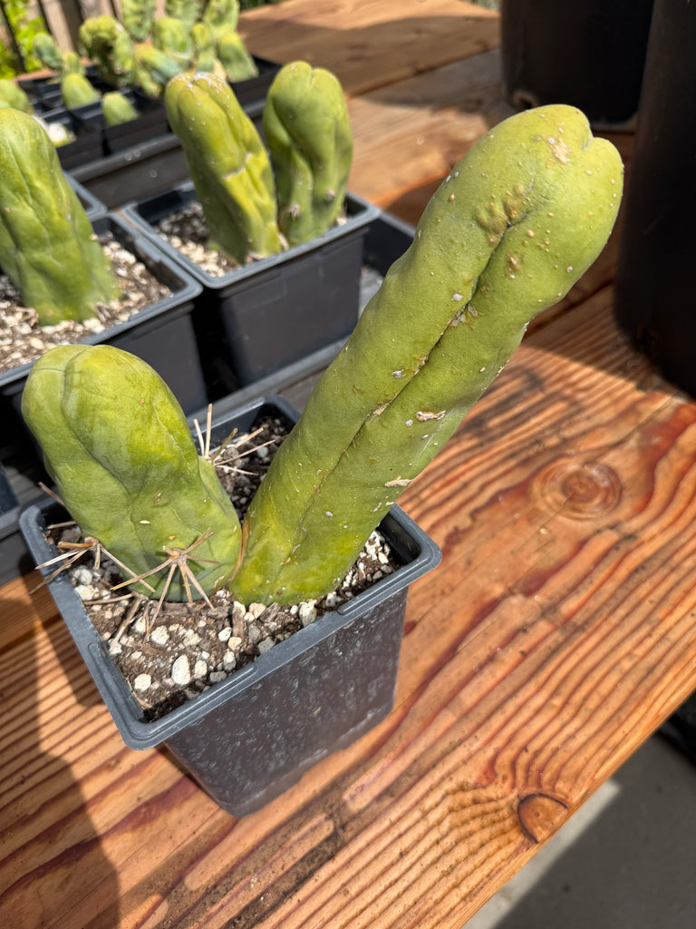 T bridge monstrose (TBM) “Penis Plant” (Clone A) [Well Rooted in 5” pot]