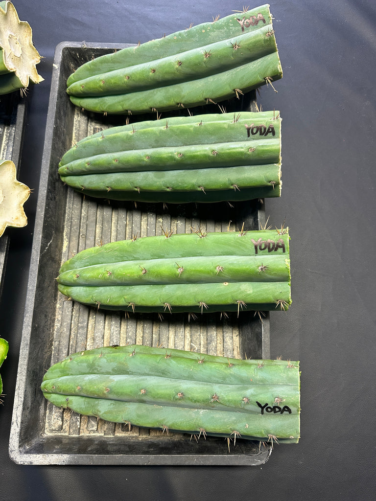 T pach "Yoda" (AUS) (10-11” Tip cuttings) (FAT)