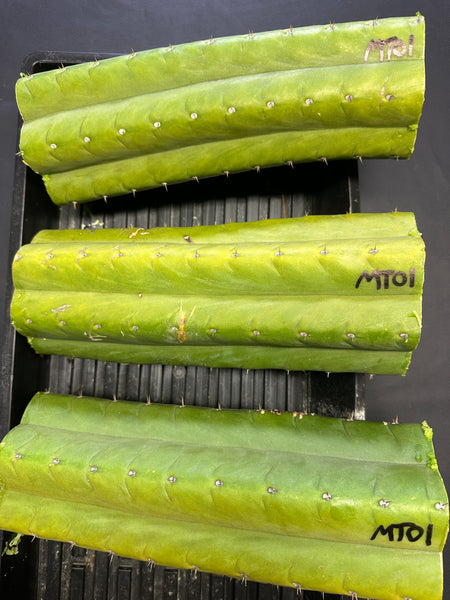 T pach "MT01" (Aplantis Collection) (10-11” MID cuttings)