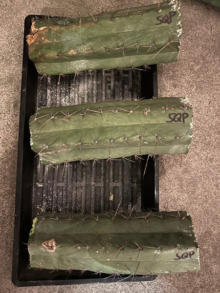 T peru "Show Quality" (SQP) (10-11" MID Cuttings) (Slightly Beat Up, Discount Cuts)