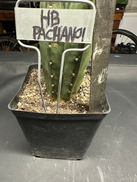 T pach “Huntington Beach Pach” aka “Surf City Pach” (Rooted 11” Tall, in 5.5” Pot)