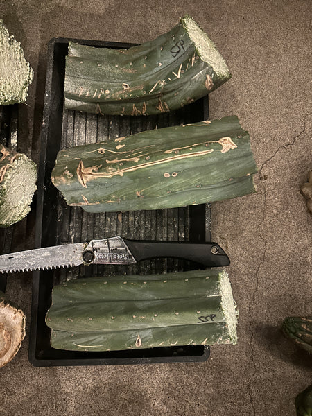 T peru "Short Spine Peru" aka “Fastest” (from Verne) (10-11" MID cuttings) (Slightly beat up, discount cuts)