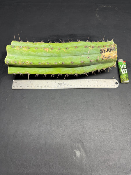 T peru “Serra Blue” (Serra Gardens) (12” MID cut)