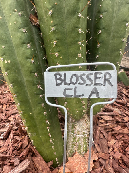 T pach "Blosser Clone A" (SS) (10-11” Tip cutting)
