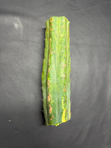 T “Dr Funkenstein" (10.5” MID Cutting)