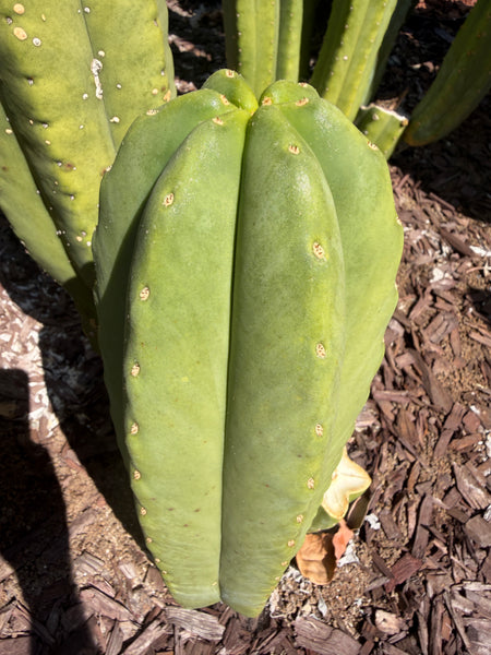 T scopulicola “Aragón” (10-12” Tip cutting)