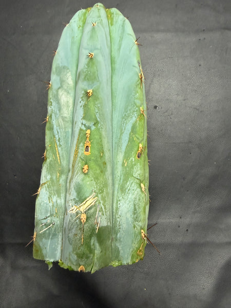 T peru "Moon Child" (Icaro Pheno 1) (11" Tip Cut)
