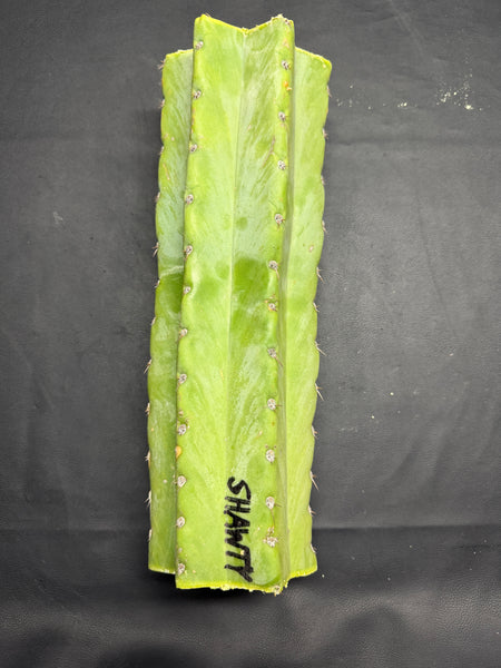 T peru "Shawty" (Icaro Pheno 4) (13" MID Cut) (Rarely Released!) (1)