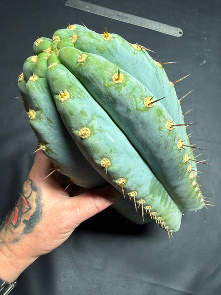 T peru "BBG 48.1540" (13" Tip Cutting) (Fatter than usual)