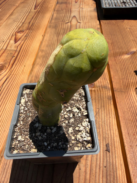 T bridge "Melted Wax" (Well Rooted in 5.5” pot) (2)