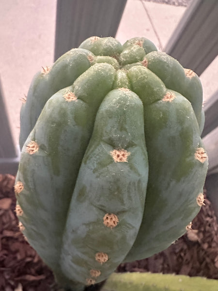 T peru “Doc Ellis” x T peru ”Serra Blue” SEED