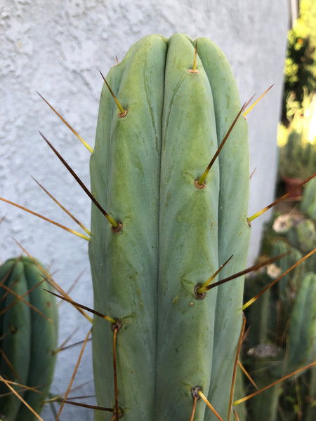 T bridge ”Lee” x T peru “Doc Ellis” SEED