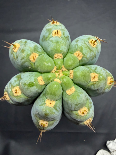 T peru "BBG 48.1540" (13" Tip Cutting) (Fatter than usual)