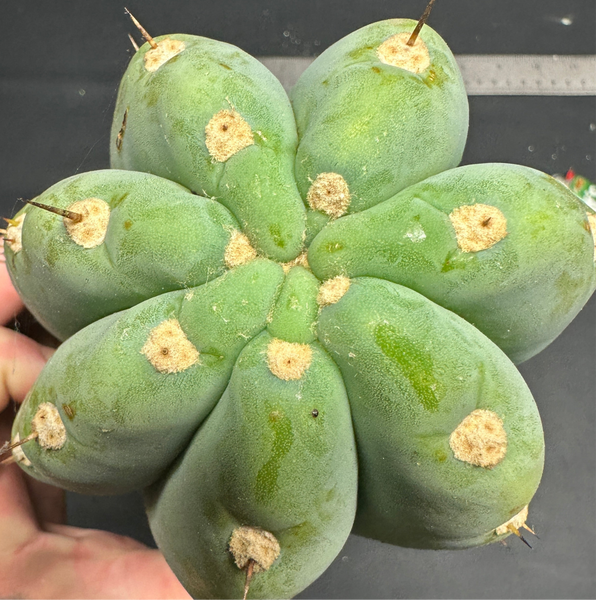 T peru "Shawty" (Icaro Pheno 4) (11" MID Cuts)