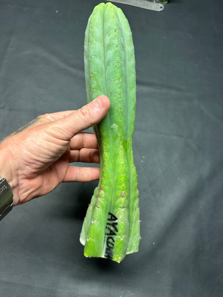 T pach "Ayacucho" (Star) (11.5” Tip cutting)