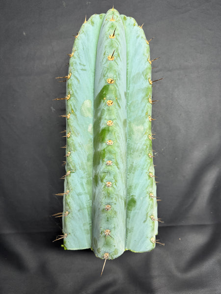T peru "BBG 48.1540" (13" Tip Cutting) (Fatter than usual)