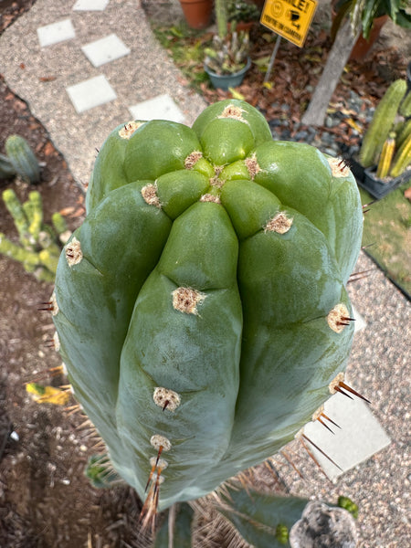 T peru (Ivan x Sharxx) “Grandma Betty” (8.5” Tip cut) (Rarely offered)