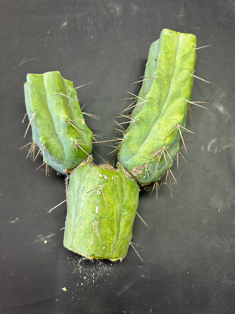 T bridge "Species C" aka “Unknown C” (Featured in Trout’s Notes) (11"+ Multi-branched MID)