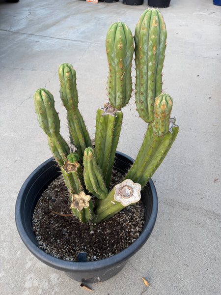 T pach "Campground" aka "Skip" (Large Mother Plant Well-Rooted in 15 Gal Pot)
