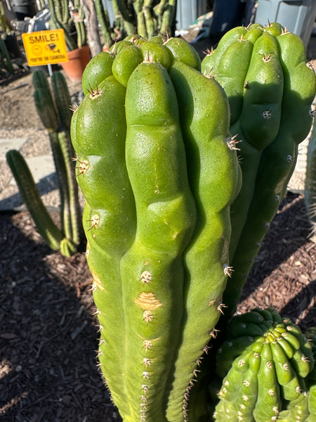 T pach "Shulgin Ecuadorian" (10-11" Tip cutting)