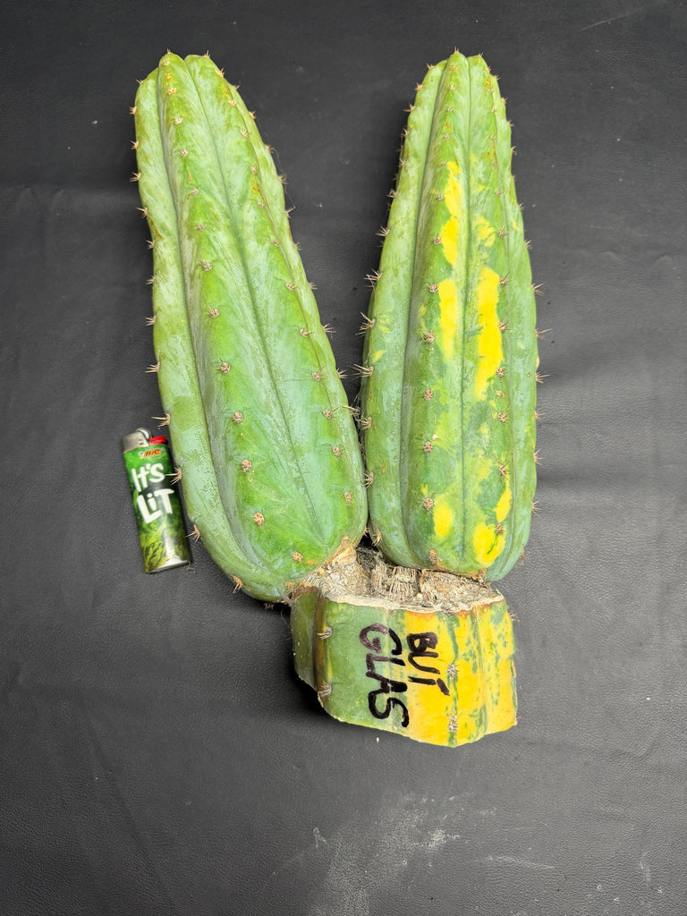 T pach "Buí Glas" (15” Multi-Tip Cutting)