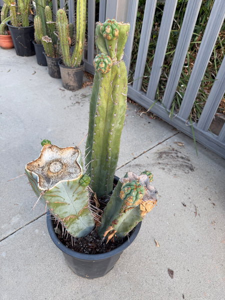 T macrogonus “BBB” (Large Mother Plant, Well-Rooted in 3 Gal Pot)