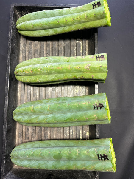 T pach "Huancabamba" (Star) (10-11” Tip cuttings)