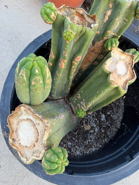 T pach "Soozy" (Large Mother Plant Well-Rooted in 7 Gal Pot)