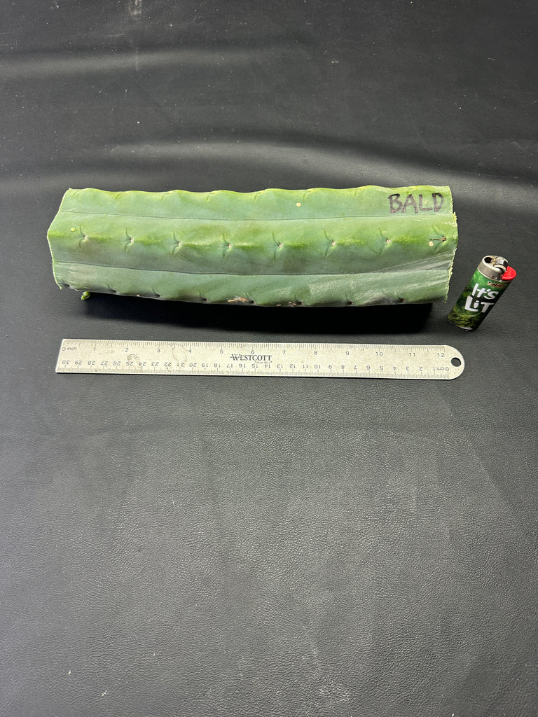 T bridge “Bald Bridge” (11.5" MID cut)