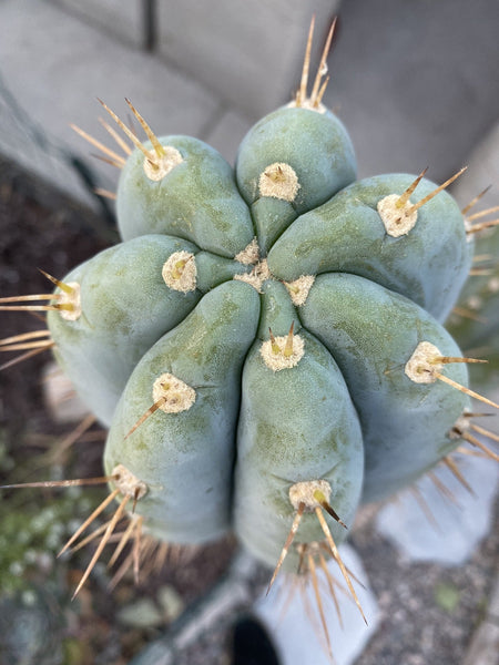 T peru “Grandfather” x T  scopulicola “Super Pedr0” SEEDS