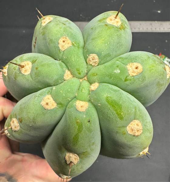 T peru "Shawty" (Icaro Pheno 4) (11" MID Cuts)
