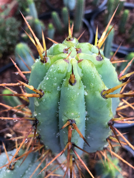 T peru x T bridge "the Mallacht cut" (MC) (10-11" Tip cutting)