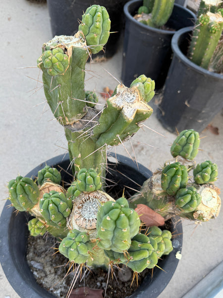 T bridge "Species C" aka “Unknown C” (Featured in Trout’s Notes) (Large Mother Plant Well-Rooted in 5.5 gal pot)