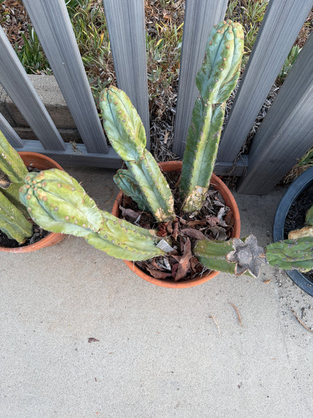T macrogonus “BBB” (Large Mother Plant Well-Rooted in 5 Gal Pot)
