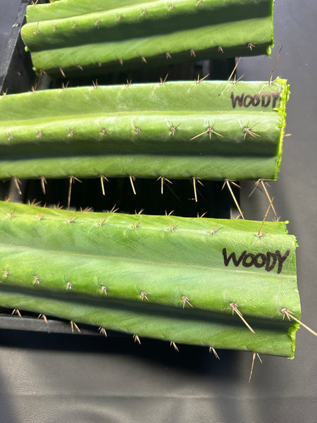 T pach "MT03" aka "Woody" (Aplantis Collection) (10-11” MID cuttings)