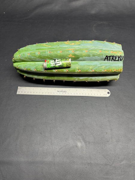 T peru "Atreyu" (Icaro Pheno 3) (13” Tip Cutting) (Rarely Released!)