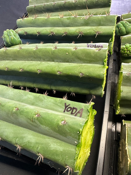 T pach "Yoda" (AUS) (10-11” MID cuttings) (FAT)