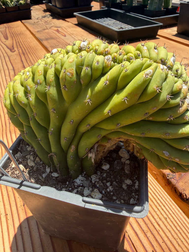 T pach Crest (Mutant) (Well Rooted in 5.5” pot)