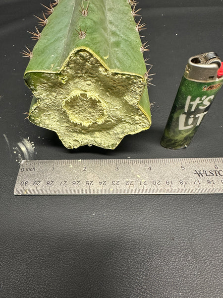 T pach "Lancas Mountains #1" (10.5” MID cutting)