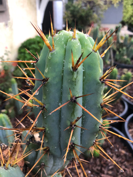 T peru x T bridge "the Mallacht cut" (MC) (10-11" Tip cutting)