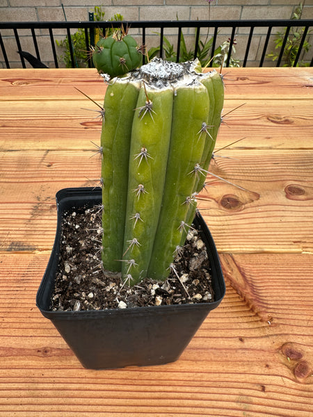 T pach "LER" (Rooted in 4.5” pot) (3) (One fat pup)