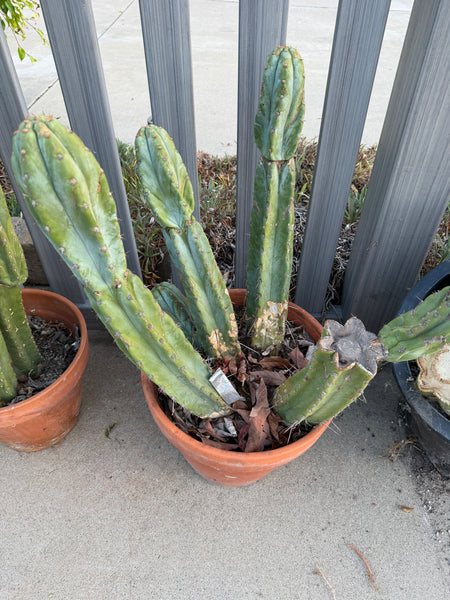 T macrogonus “BBB” (Large Mother Plant Well-Rooted in 5 Gal Pot)