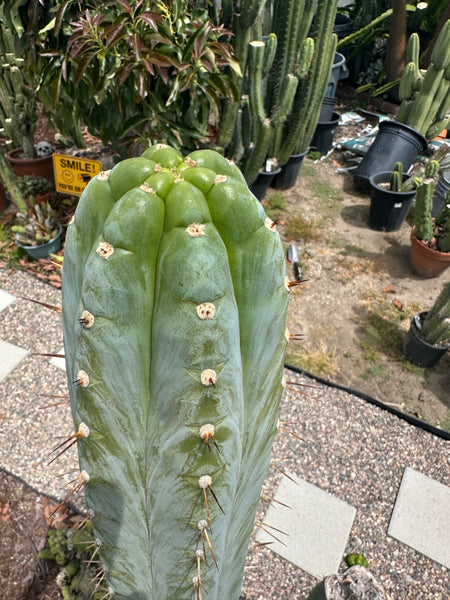 T peru (Ivan x Sharxx) “Grandma Betty” (8.5” Tip cut) (Rarely offered)