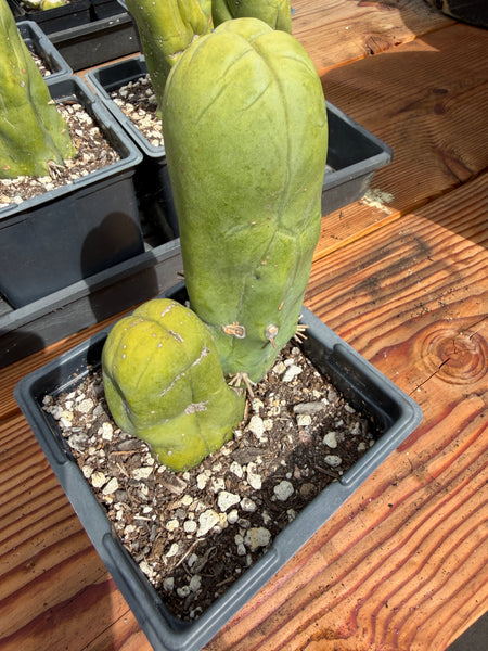 T bridge monstrose (TBM) “Penis Plant” (Clone A) [Well Rooted in 5” pot]