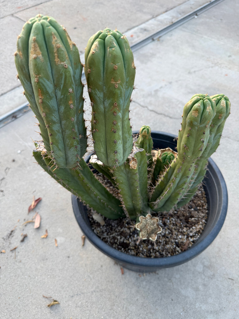 T pach "Campground" aka "Skip" (Large Mother Plant Well-Rooted in 15 Gal Pot)